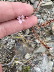 Epilobium melanocaulon