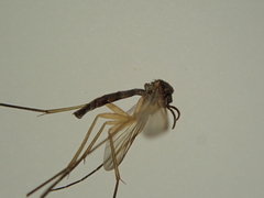 Keroplatidae