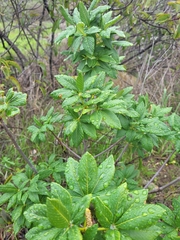Aesculus parryi