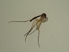 Keroplatidae