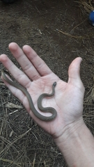 Storeria storerioides