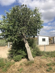 Laudakia vulgaris