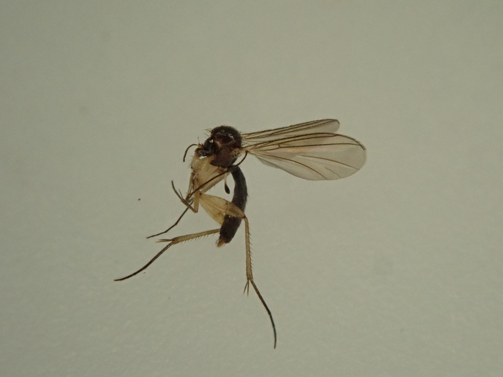 Neoaphelomera skusei