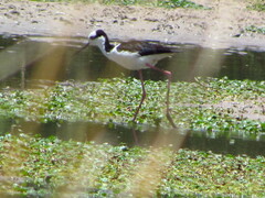 Himantopus mexicanus melanurus