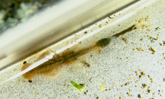 Branchinecta cornigera