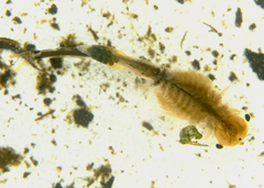 Branchinecta cornigera