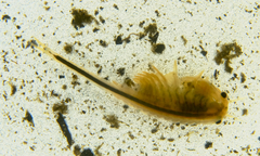 Branchinecta cornigera