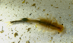 Branchinecta cornigera