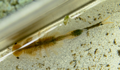 Branchinecta cornigera