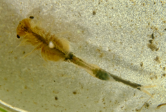 Branchinecta cornigera