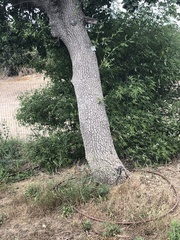 Laudakia vulgaris