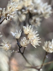 Verbesina occidentalis