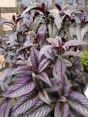 Strobilanthes auriculata dyeriana