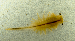 Branchinecta cornigera