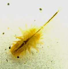 Branchinecta cornigera