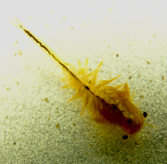 Branchinecta cornigera