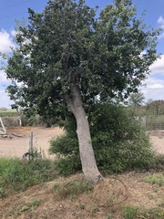 Laudakia vulgaris
