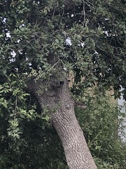Laudakia vulgaris
