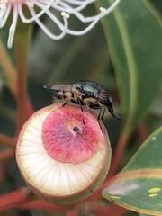 Stomorhina discolor