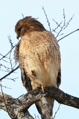 Buteo lineatus