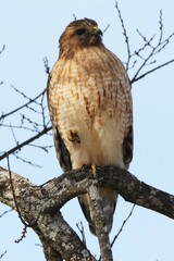 Buteo lineatus