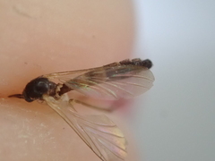 Keroplatidae