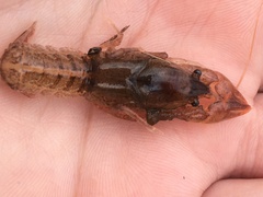 Creaserinus hedgpethi