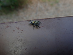 Paraphidippus basalis