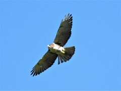 Buteo albigula
