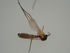 Keroplatidae