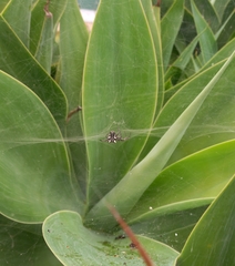 Cyrtophora citricola