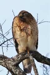 Buteo lineatus