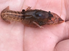 Creaserinus hedgpethi