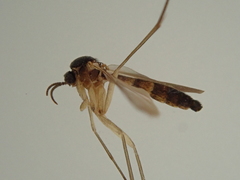 Keroplatidae