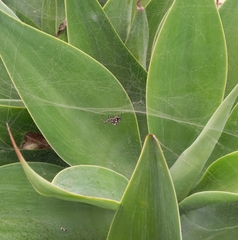 Cyrtophora citricola