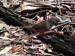 Pycnoptilus floccosus