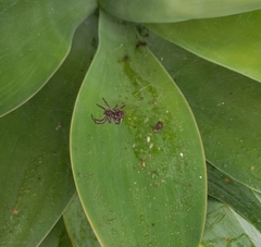 Cyrtophora citricola