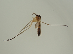 Keroplatidae