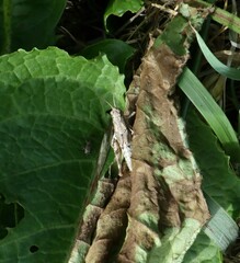 Phaulacridium marginale