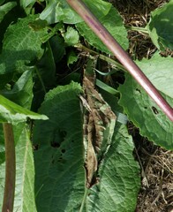 Phaulacridium marginale