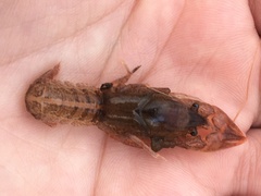 Creaserinus hedgpethi