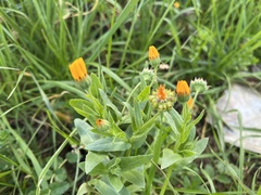 Calendula