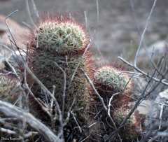 Mammillaria dioica