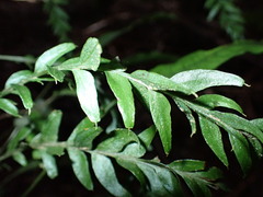 Tmesipteris