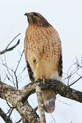 Buteo lineatus