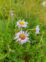 Brachyscome spathulata