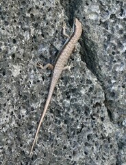 Trachylepis comorensis