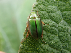 Pyronota