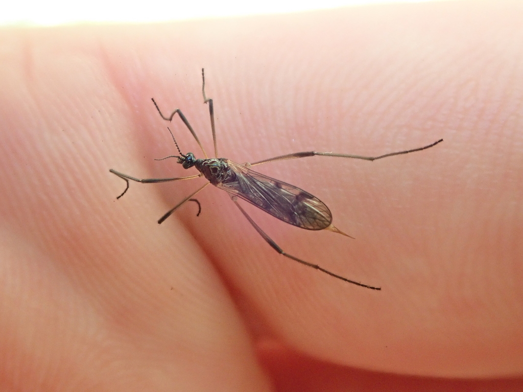 Gynoplistia flavohalterata