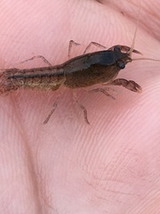 Creaserinus hedgpethi